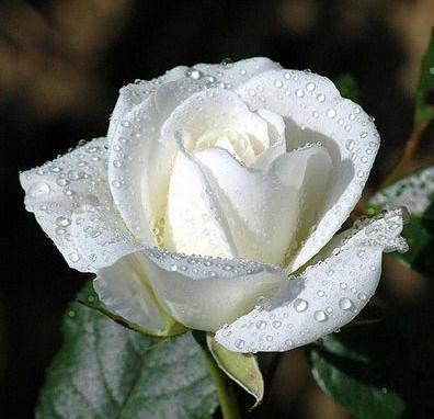 What do white roses mean?