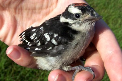 Baby Woodpecker