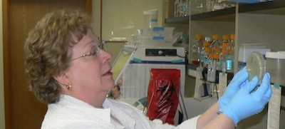 Ann Gauger working away in her lab