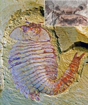New fossil discovery shows advanced brain structures
