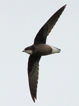 White-throated Needletail