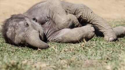 Baby elephant's birthday is supposed to be happy