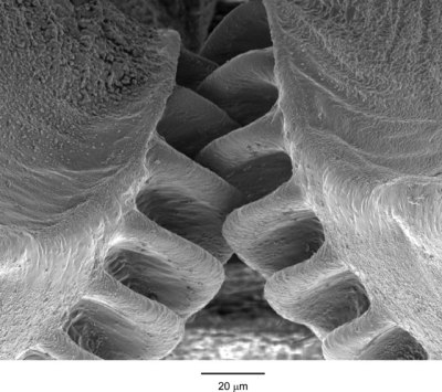A scanning electron micrograph image of the issus gears