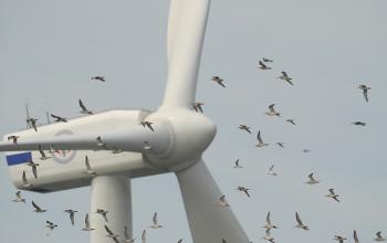 Green energy harms wildlife, especially birds