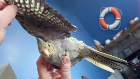 Cockatiel lets a trusted friend see her wing