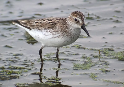 The shorebird's beak is more interesting than you might think