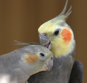 Male normal gray cockatiel preens his wife's crest