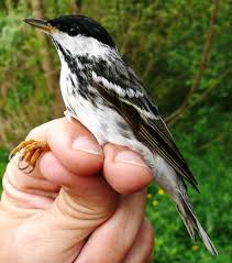Blackpoll Warbler- so tiny and so cute!