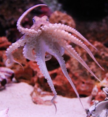 I'm baby octopus, and I approve this message