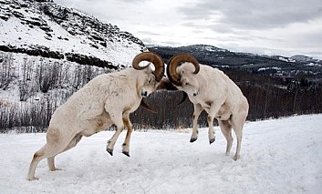 Two Rams butting heads: may the best ram win!