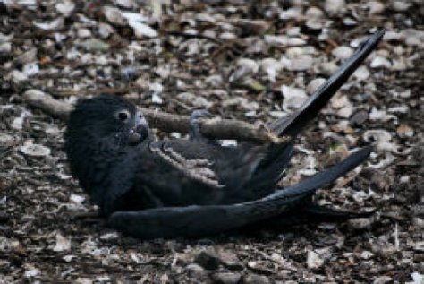 Greater vasa parrot using a tool to extract calcium
