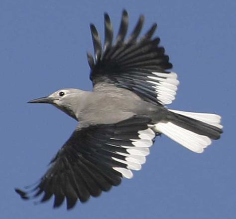 This gorgeous birdy is "The Clark's Nutcracker"
