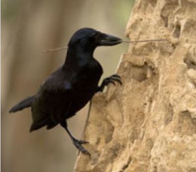 Crow using a tool he made to hunt for bugs