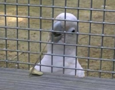 Goffin cockatoo using a tool he made to scoop up food through cage bars