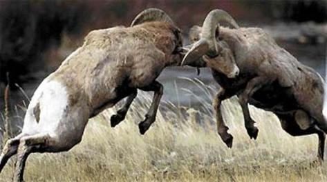 Two tough rams butt heads, and may the best ram win!