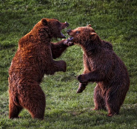 Two bears fight it out, and may the best bear win!