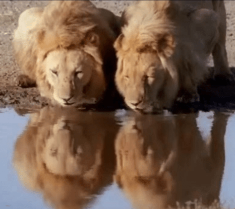 Two lions fight it out and... hey what is this?