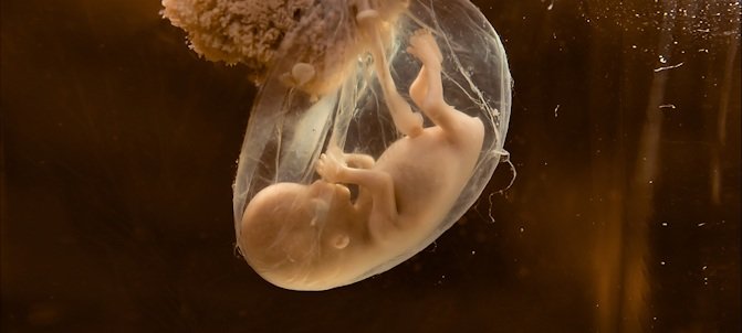 unborn baby