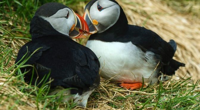 Atlantic puffins mate for life