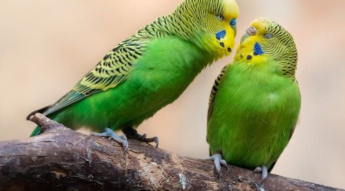 Pexels Budgies